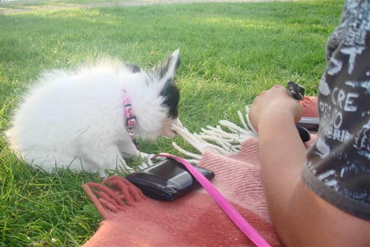 Papillon Bianca - en tur på stranden og ud og snuse til græsset. billede 11