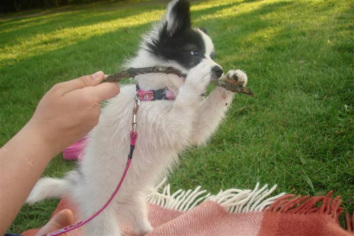 Papillon Bianca - ja gnave i pinde, det er dejligt. billede 12