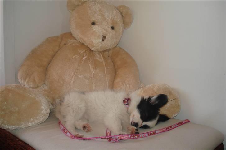 Papillon Bianca - ligger lige og sover ved siden af bamse. billede 13