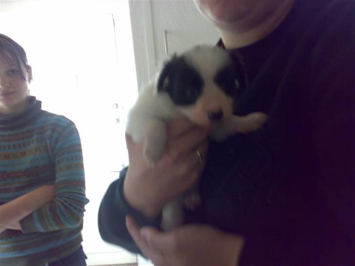 Papillon Bianca - her er jeg ca 4 uger gammel,   billede 15