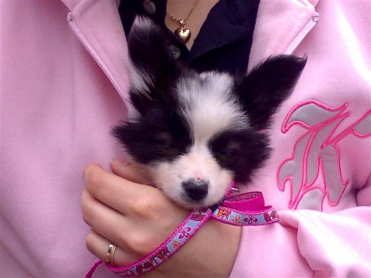 Papillon Bianca - ligger godt i varmen. billede 16