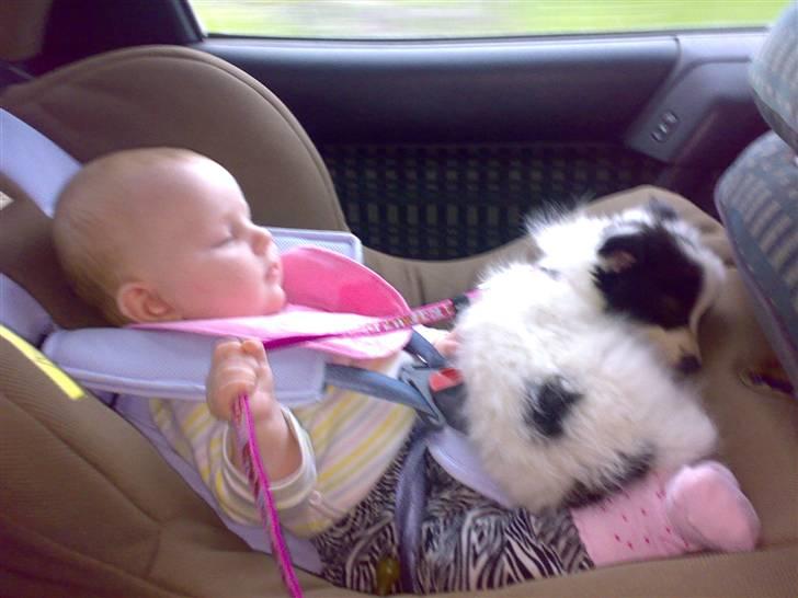 Papillon Bianca billede 17