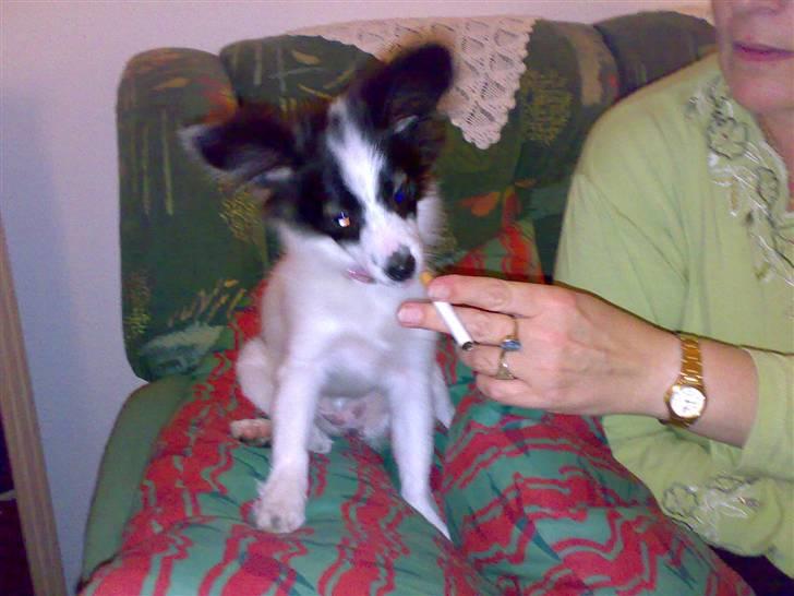 Papillon Bianca - ja ryge det kan jeg også. billede 18