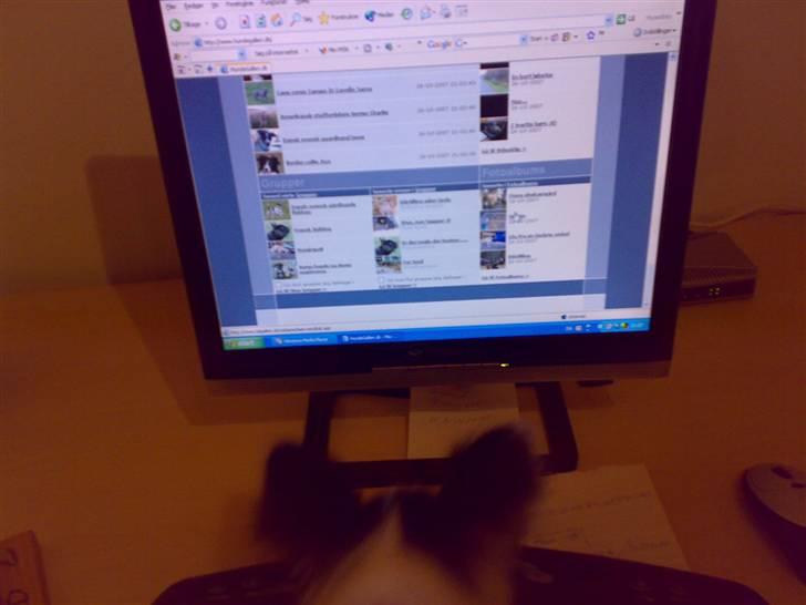 Papillon Bianca - lige en tur på hunde galleri. billede 19