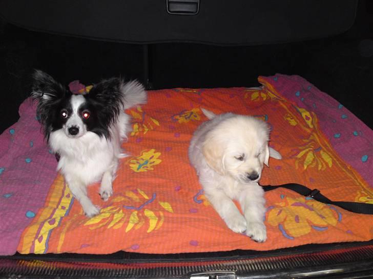 Papillon Bianca billede 20