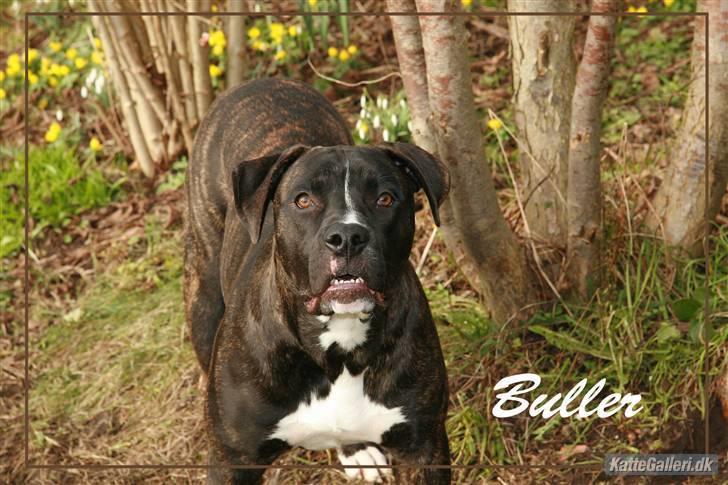 Amerikansk bulldog Buller - nyeste .. billede 9