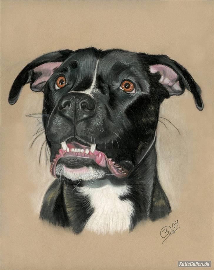 Amerikansk bulldog Buller - billede min tante har tegnet  billede 10