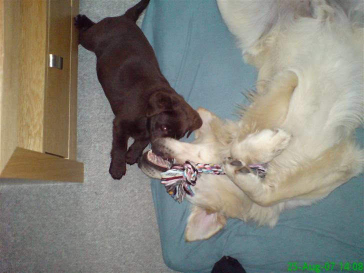 Golden retriever Balto - Cocio og Balto leger igen :) billede 11