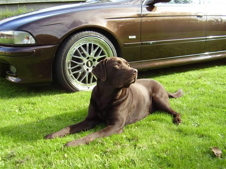 Labrador retriever Madumbjergs Magic Mas.... billede 11