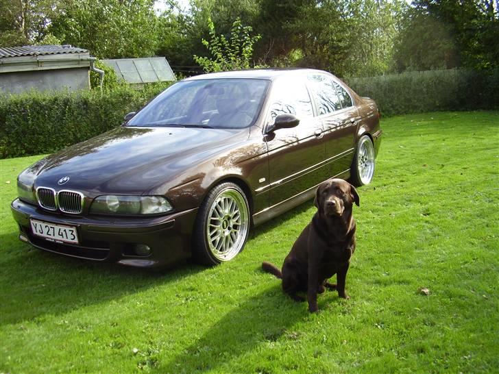 Labrador retriever Madumbjergs Magic Mas.... - Se min mor og far er så vilde med mig, at de har malet deres bil samme farve som mig... billede 12