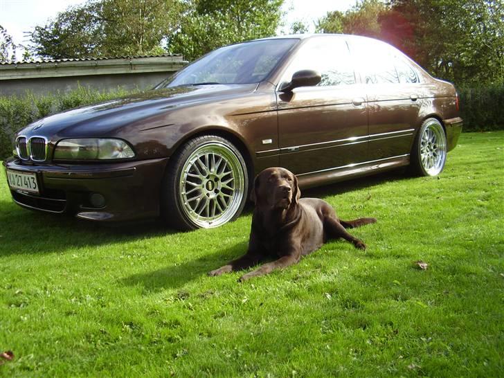 Labrador retriever Madumbjergs Magic Mas.... billede 13