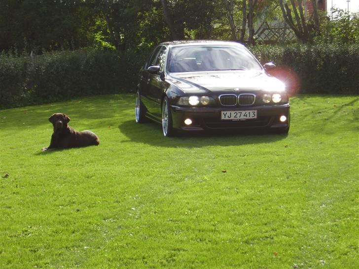 Labrador retriever Madumbjergs Magic Mas.... - Se mor, jeg passer lige på bilen... billede 14