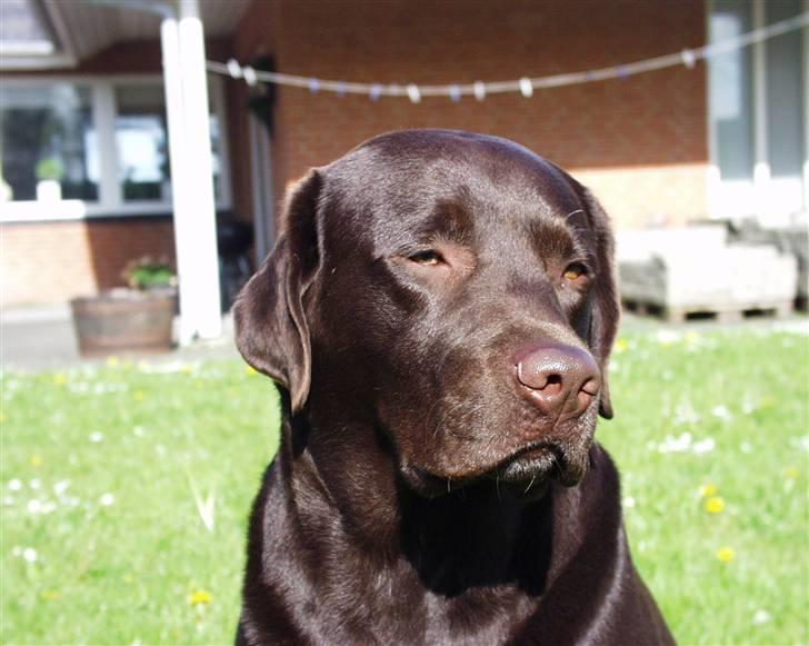 Labrador retriever Madumbjergs Magic Mas.... billede 15