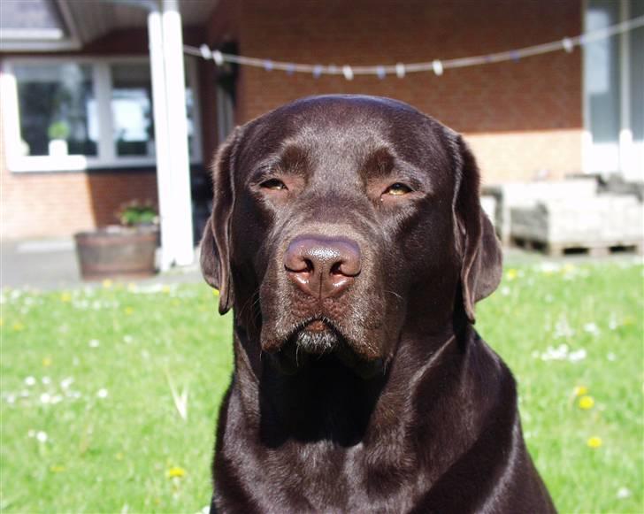 Labrador retriever Madumbjergs Magic Mas.... billede 16