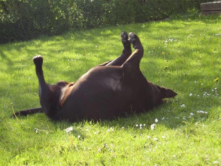 Labrador retriever Madumbjergs Magic Mas.... billede 17