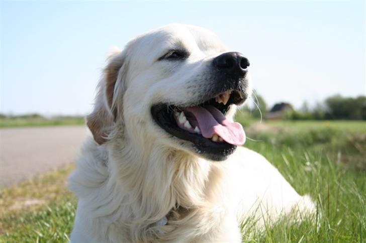 Golden retriever Bamse billede 4