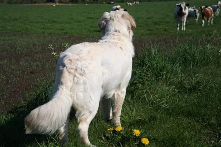 Golden retriever Bamse billede 5