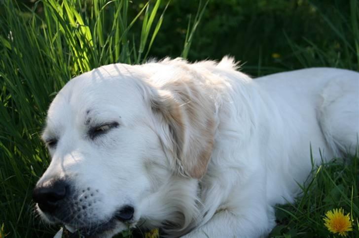 Golden retriever Bamse billede 6