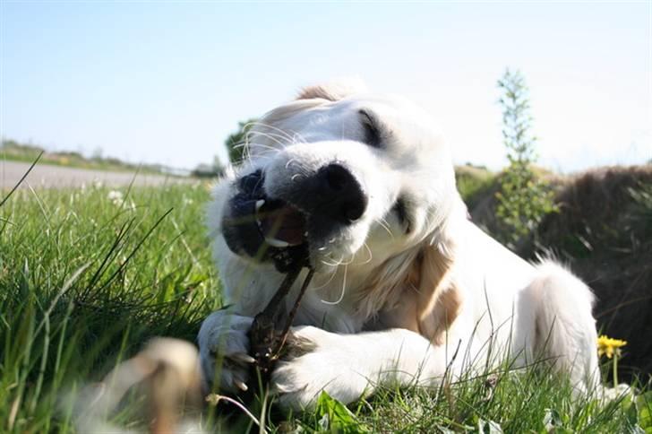 Golden retriever Bamse billede 7