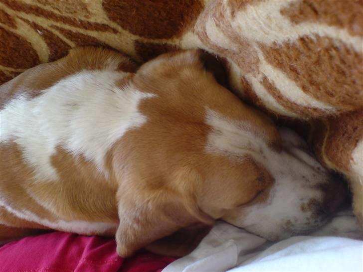 Beagle Gizmo billede 8