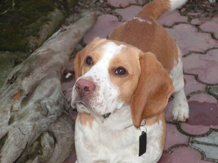 Beagle Gizmo billede 9