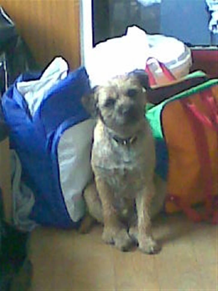 Border terrier Simba - hva så simba, billede 1