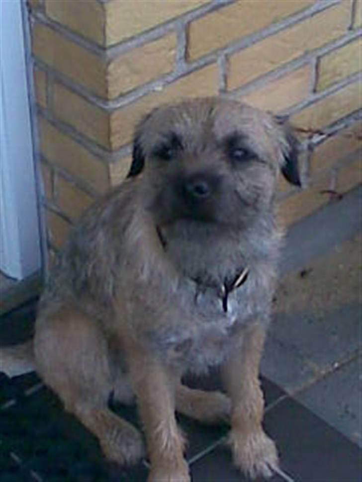 Border terrier Simba - min smukke skatt billede 2