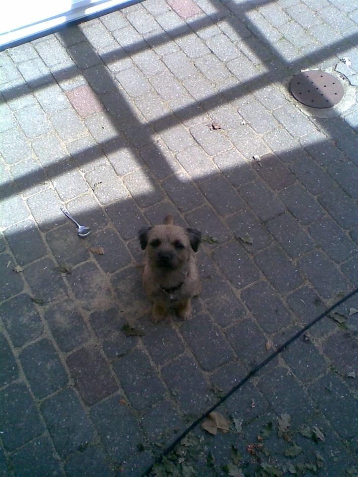 Border terrier Simba - hvad laver du der ope ditte billede 3
