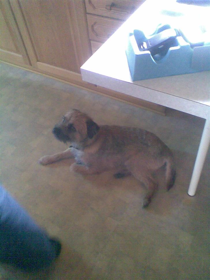 Border terrier Simba - jeg vil gerne lige have en kiks eller to nu billede 4