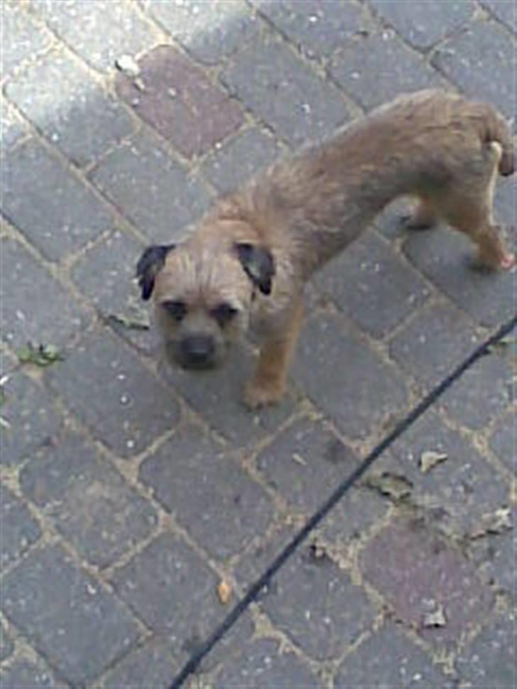 Border terrier Simba - kommer du ikk lige ned til mig billede 5