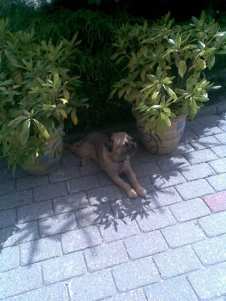 Border terrier Simba - han slapper vid bare af billede 6