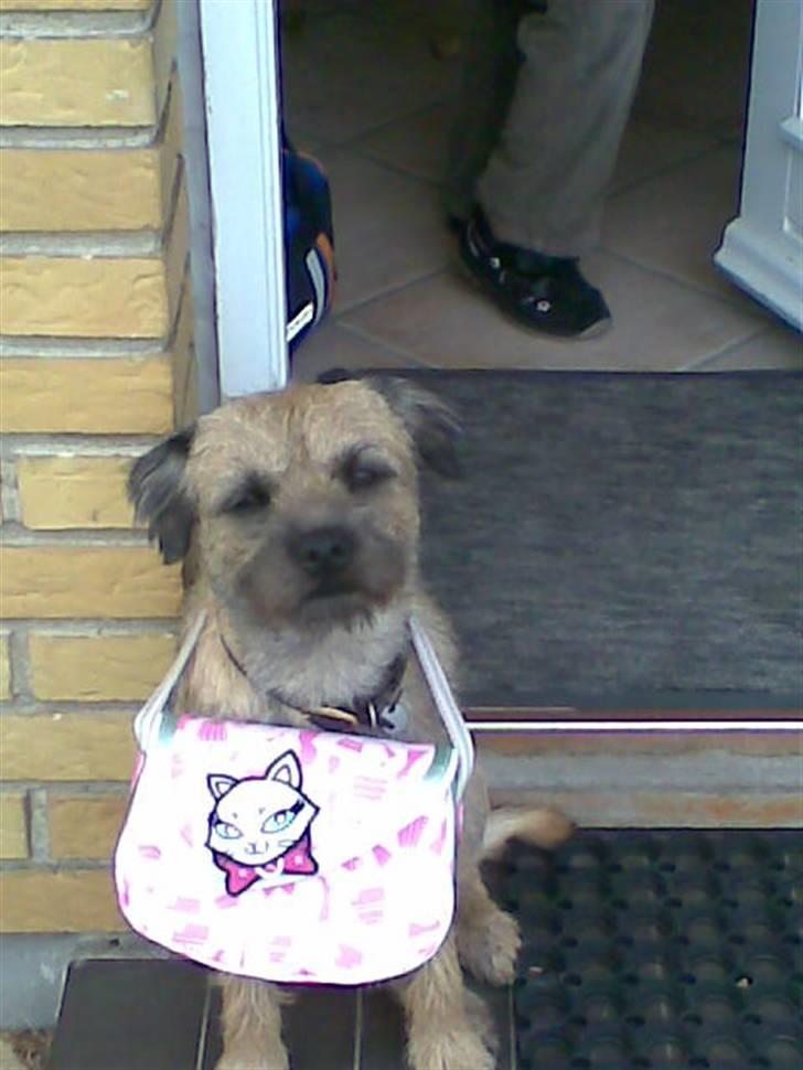 Border terrier Simba - hvorfor ska jeg holde din taske billede 7