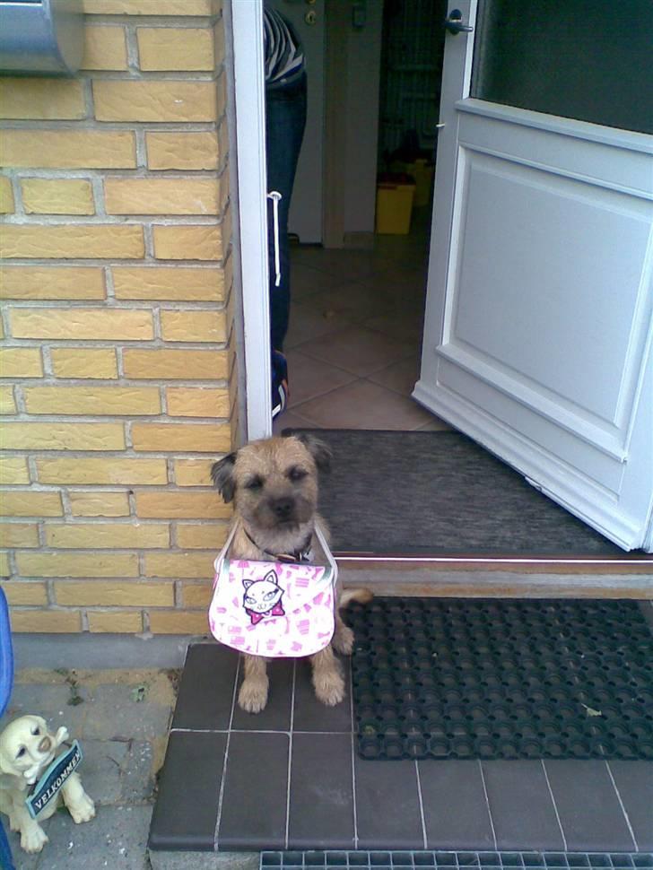 Border terrier Simba - jeg gider ik holde din taske det kan di selv gøre billede 8