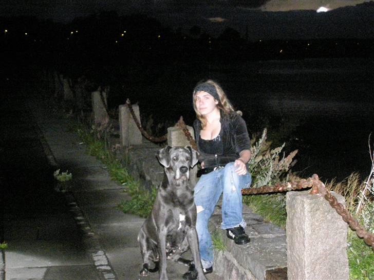 Grand danois molly - ja de kan ikke helt se hvem er lækrest billede 1