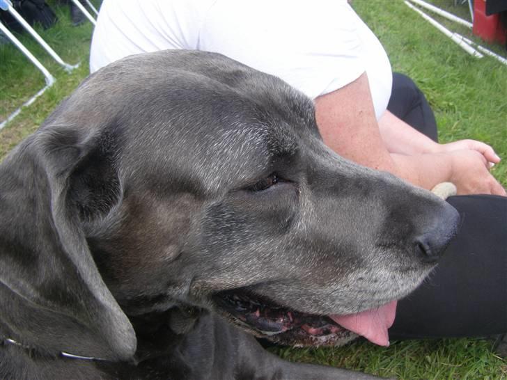 Grand danois molly - ja ja ringridning igen billede 2