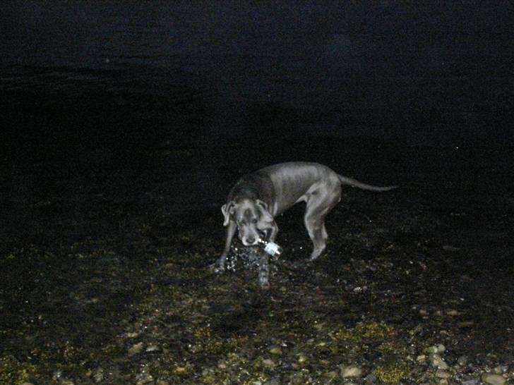 Grand danois molly - jaaaaaaaaaa flaaaasker billede 3