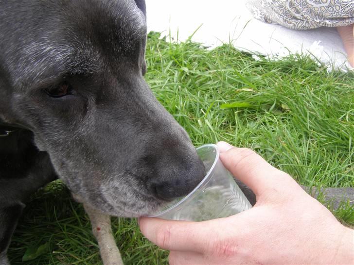 Grand danois molly - ååhh gi mig noget vand billede 4