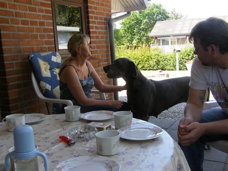 Grand danois molly - hej tante gitte gir du kage? billede 5