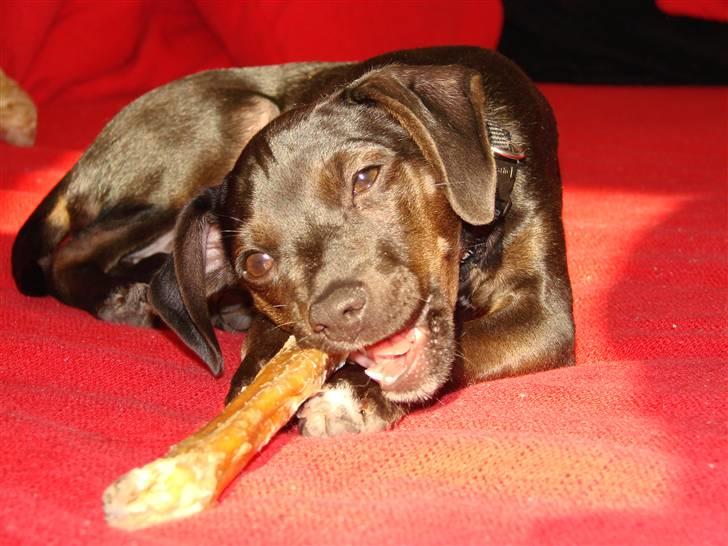 Blanding af racer Pinscher/gårdhund- Chilly - Det er en god en mor har fundet til mig. billede 2