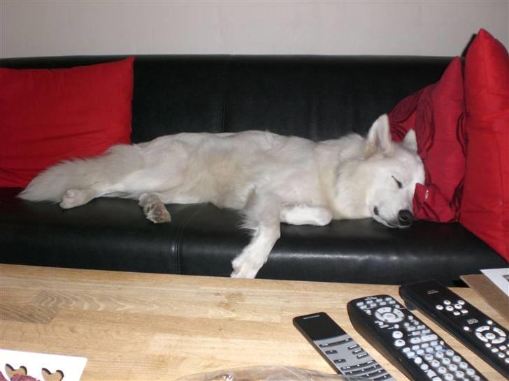 Samojedhund Zenta - Har leget med Oscar i tre timer. Er meget træt nu! billede 1