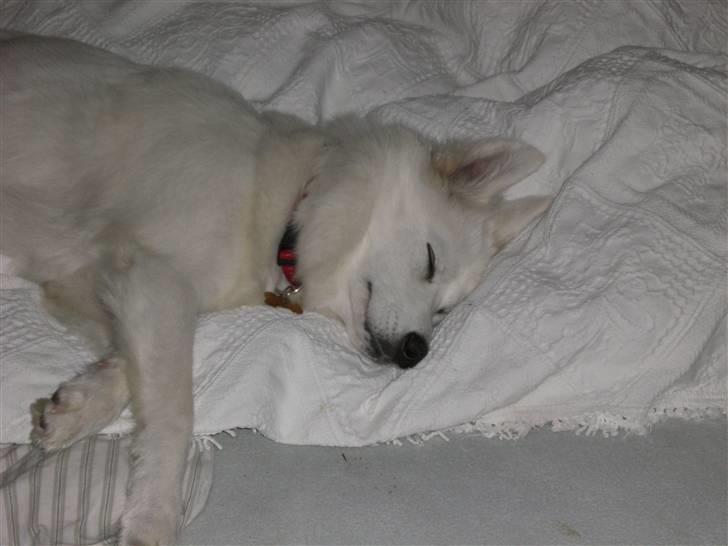 Samojedhund Zenta - Jeg tager lige en slapper på sengen, hvor jeg elsker at ligge. billede 2