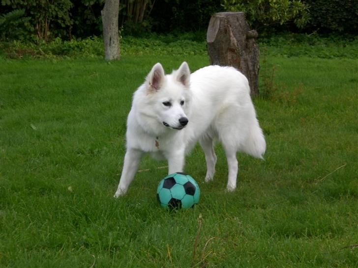 Samojedhund Zenta - Jeg leger med bold i min have.  billede 3