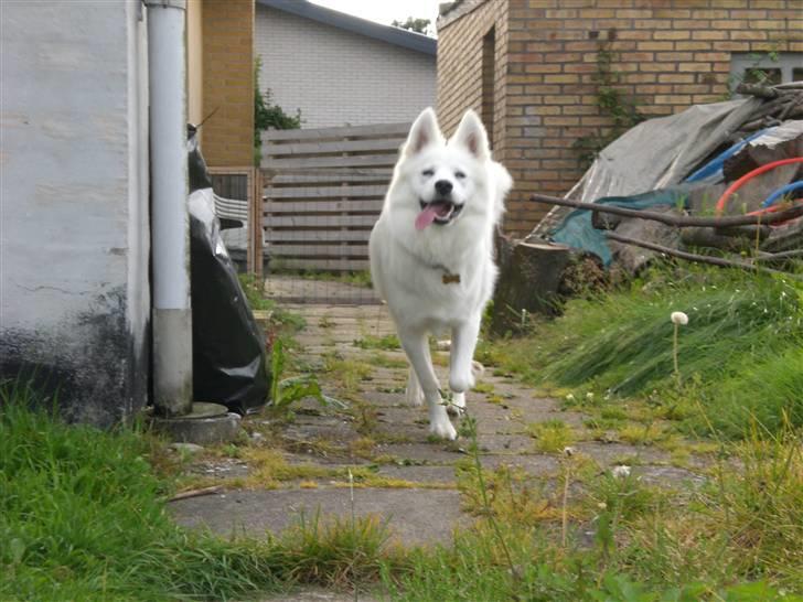 Samojedhund Zenta - Kommer glad løbende, når mor kalder på mig ;-) billede 4