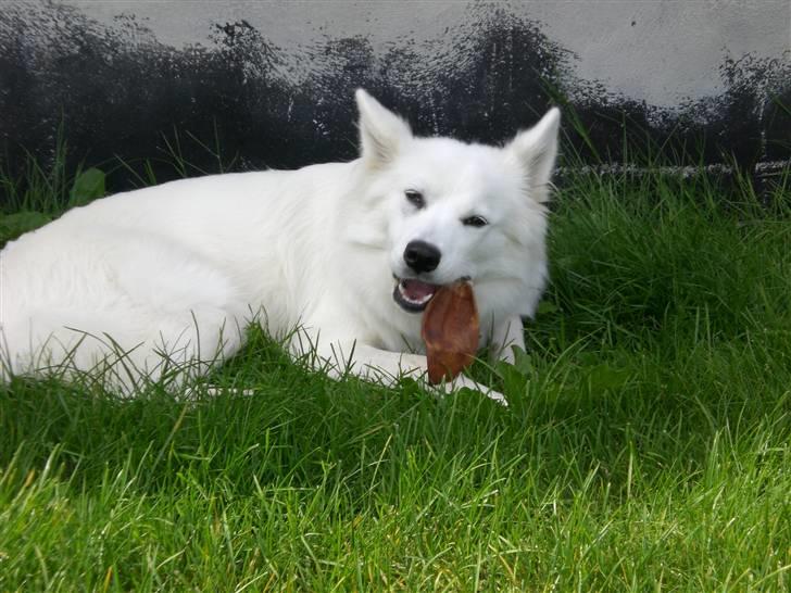 Samojedhund Zenta - Uhm, griseører er guf for en lille hund! billede 5