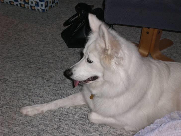 Samojedhund Zenta - Juleaften. Holder øje med mormors to katte. Vil gerne lege med dem. billede 6