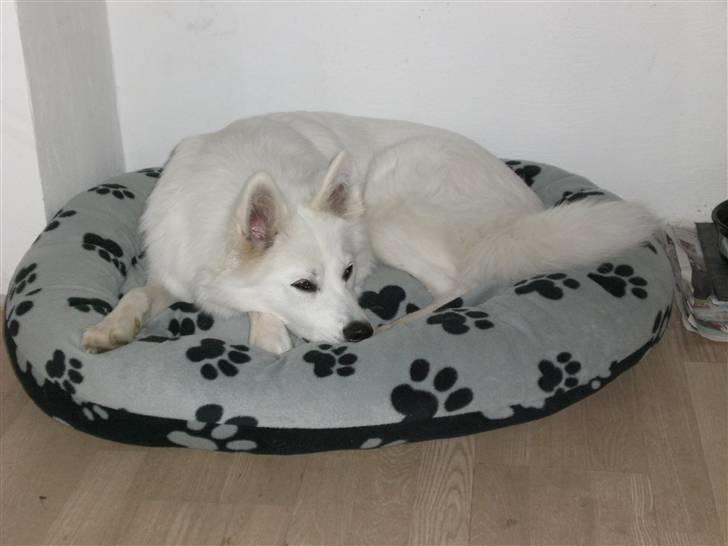 Samojedhund Zenta - Putter lidt på min pude. billede 7