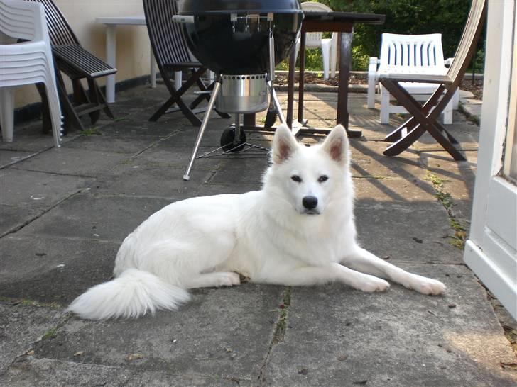 Samojedhund Zenta - Så flot kan jeg se ud, når jeg soler mig på min teresse. billede 8