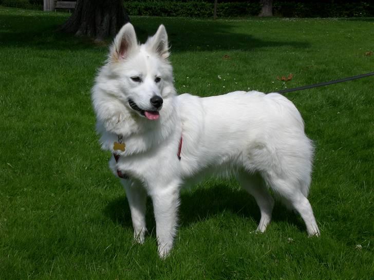 Samojedhund Zenta - Hel figur. Er jeg ikke flot? billede 9