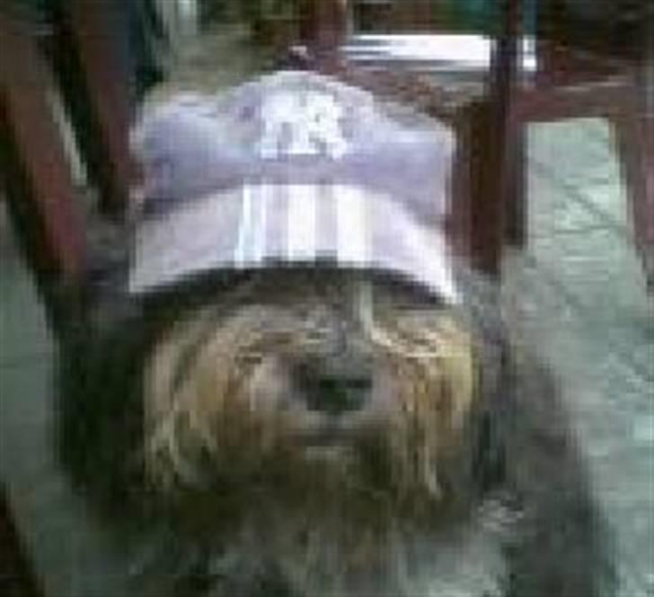 Schapendoes Bitte de old gries billede 7