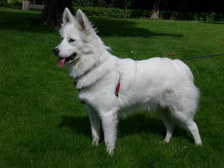 Samojedhund Zenta - Jeg er i parken med mor og far. billede 10